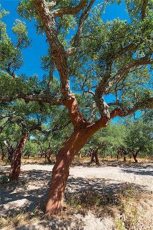 simsearch:400-04365263,k - Peeled cork oaks tree on blue sky background Stock Photo - Budget Royalty-Free & Subscription, Code: 400-07113268