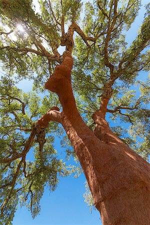 simsearch:400-04365263,k - Peeled cork oaks tree on blue sky background Stock Photo - Budget Royalty-Free & Subscription, Code: 400-07113269