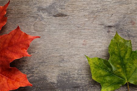 simsearch:400-07298791,k - autumn maple leaves on wood surface, horizontal Stockbilder - Microstock & Abonnement, Bildnummer: 400-07113437