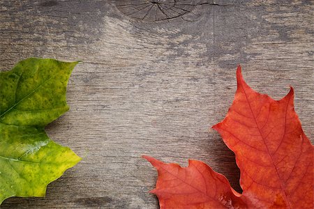 simsearch:400-07298791,k - autumn maple leaves on wood surface, horizontal Stockbilder - Microstock & Abonnement, Bildnummer: 400-07113438