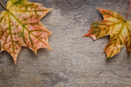 simsearch:400-07298791,k - autumn maple leaves on wood surface, horizontal Stockbilder - Microstock & Abonnement, Bildnummer: 400-07113439