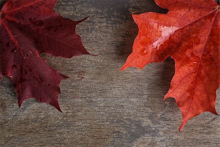 simsearch:400-07298791,k - autumn maple leaves on wood surface, horizontal Stockbilder - Microstock & Abonnement, Bildnummer: 400-07113432