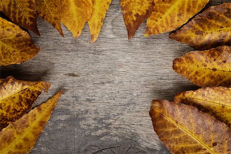 simsearch:400-07298791,k - autumn leaves on wood surface, horizontal Stockbilder - Microstock & Abonnement, Bildnummer: 400-07113444