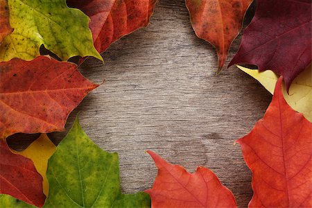 simsearch:400-07298791,k - frame from autumn maple leaves on wood surface, horizontal Stockbilder - Microstock & Abonnement, Bildnummer: 400-07113445