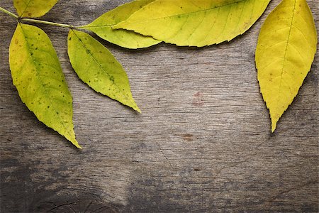 simsearch:400-07298791,k - autumn ash leaves on wood surface, horizontal Stockbilder - Microstock & Abonnement, Bildnummer: 400-07113447