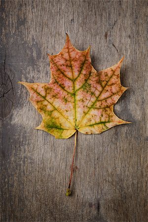 simsearch:400-07298791,k - autumn maple leaf on wood surface, vertical Stockbilder - Microstock & Abonnement, Bildnummer: 400-07113440