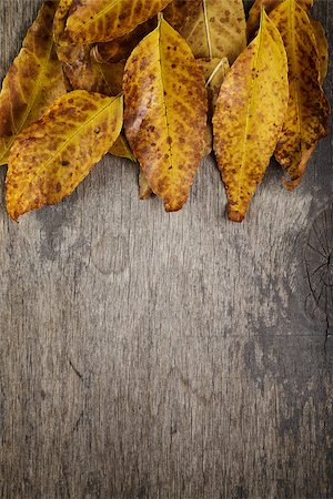 simsearch:400-07298791,k - autumn leaves on wood surface, horizontal Stockbilder - Microstock & Abonnement, Bildnummer: 400-07113443