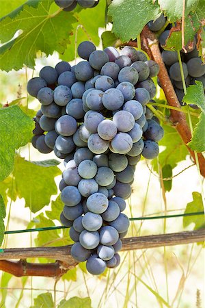 simsearch:695-03381489,k - Red grape bunches. Nebbiolo variety of grape is used to produce the finest Italian red wines like Barolo and Barbaresco. Stock Photo - Budget Royalty-Free & Subscription, Code: 400-07113494