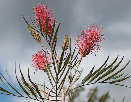 Australian grevillea pink flower flowerheads and buds against grey storm cloudy sky Stock Photo - Budget Royalty-Free & Subscription, Code: 400-07113672