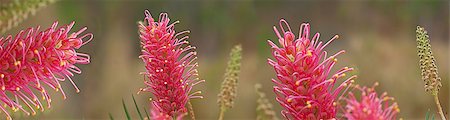 Australian nature with pink spring grevillea wildflowers on banner with panorama aspect Stock Photo - Budget Royalty-Free & Subscription, Code: 400-07113673