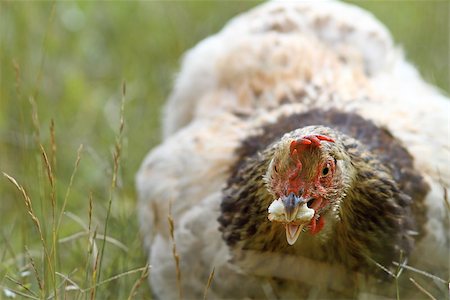 simsearch:400-04379900,k - closeup hen eating a piece of bread, hiding in the big grass Stock Photo - Budget Royalty-Free & Subscription, Code: 400-07113771