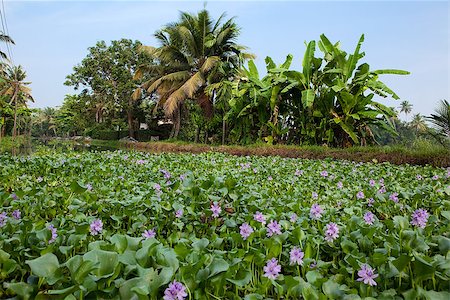 simsearch:400-07124005,k - houseboat tour in the backwaters in Kerala state india Stockbilder - Microstock & Abonnement, Bildnummer: 400-07124002