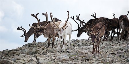 A herd of reindeer in Jotunheimen national park, Norway. Stock Photo - Budget Royalty-Free & Subscription, Code: 400-07124167