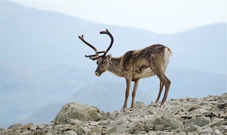 A reindeer in Jotunheimen national park, Norway. Foto de stock - Royalty-Free Super Valor e Assinatura, Número: 400-07124168