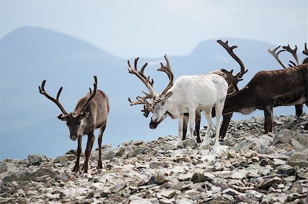 A herd of reindeer in Jotunheimen national park, Norway. Stockbilder - Microstock & Abonnement, Bildnummer: 400-07124169