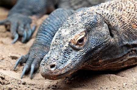 simsearch:400-07088392,k - The Komodo dragon, also known as the Komodo monitor Foto de stock - Super Valor sin royalties y Suscripción, Código: 400-07124171