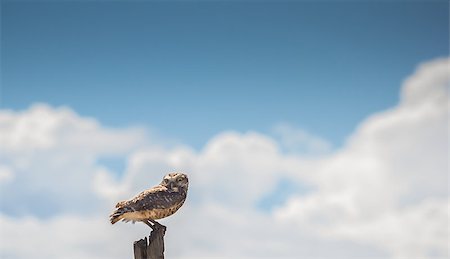 simsearch:400-07124194,k - Owl with yellow eyes resting on a pole. Stock Photo - Budget Royalty-Free & Subscription, Code: 400-07124194