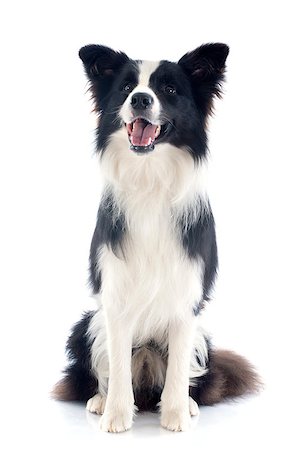 portrait of purebred border collie in front of white background Stock Photo - Budget Royalty-Free & Subscription, Code: 400-07124254