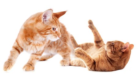 simsearch:400-07124274,k - playing ginger kitten on a white background Foto de stock - Super Valor sin royalties y Suscripción, Código: 400-07124274