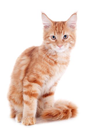 simsearch:400-06857345,k - portrait of a purebred  maine coon kitten, four month old, on a white background Photographie de stock - Aubaine LD & Abonnement, Code: 400-07124276