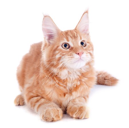 simsearch:400-07124274,k - portrait of a purebred  maine coon kitten, four month old, on a white background Foto de stock - Super Valor sin royalties y Suscripción, Código: 400-07124277