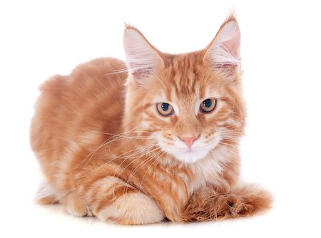 simsearch:400-06556711,k - portrait of a purebred  maine coon kitten, four month old, on a white background Photographie de stock - Aubaine LD & Abonnement, Code: 400-07124278