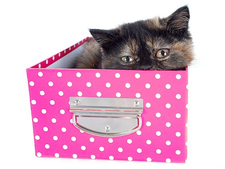 simsearch:400-07124274,k - Exotic Shorthair kitten in front of white background Foto de stock - Super Valor sin royalties y Suscripción, Código: 400-07124284