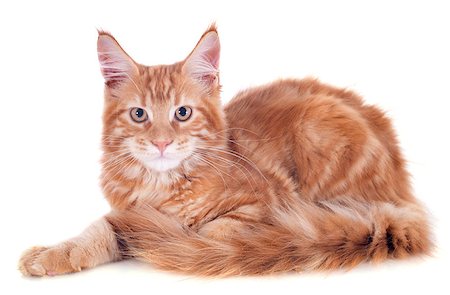 simsearch:400-06333995,k - portrait of a purebred  maine coon kitten, four month old, on a white background Stock Photo - Budget Royalty-Free & Subscription, Code: 400-07124280