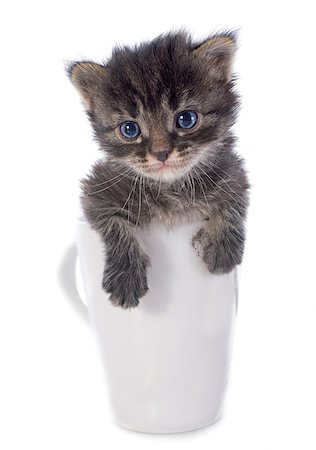 simsearch:400-08257709,k - kitten in teacup in front of white background Photographie de stock - Aubaine LD & Abonnement, Code: 400-07124294