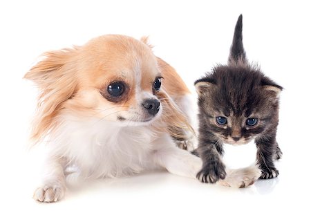 dog and cat white background - portrait of a cute purebred  chihuahua and kitten in front of white background Stock Photo - Budget Royalty-Free & Subscription, Code: 400-07124295