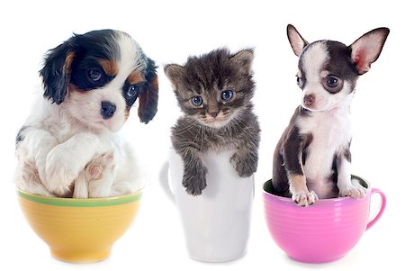 kitten and puppies in teacup in front of white background Photographie de stock - Aubaine LD & Abonnement, Code: 400-07124293