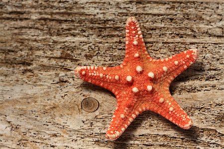 simsearch:400-04745319,k - red starfish close up on wood Stock Photo - Budget Royalty-Free & Subscription, Code: 400-07124415