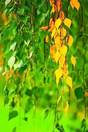 simsearch:400-07827769,k - Yellowing birch leaves on a background of green leaves Foto de stock - Super Valor sin royalties y Suscripción, Código: 400-07124443