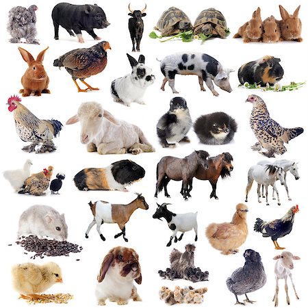 simsearch:400-06461300,k - farm animals in front of white background Foto de stock - Super Valor sin royalties y Suscripción, Código: 400-07124574