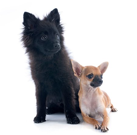 simsearch:400-07303399,k - portrait of puppies chihuahua and spitz in front of white background Photographie de stock - Aubaine LD & Abonnement, Code: 400-07124577