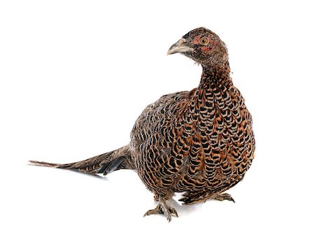 simsearch:400-07124588,k - female European Common Pheasant, Phasianus colchicus, in front of white background Photographie de stock - Aubaine LD & Abonnement, Code: 400-07124594