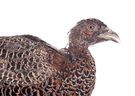 simsearch:400-07124593,k - female European Common Pheasant, Phasianus colchicus, in front of white background Stock Photo - Budget Royalty-Free & Subscription, Code: 400-07124595