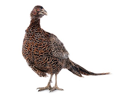 female European Common Pheasant, Phasianus colchicus, in front of white background Stock Photo - Budget Royalty-Free & Subscription, Code: 400-07124596