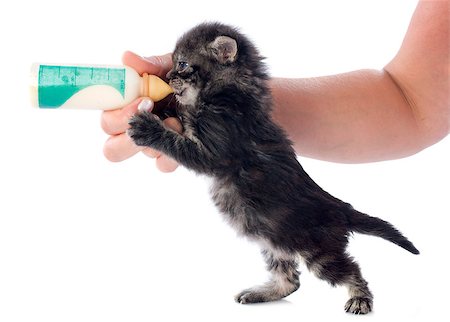 kitten and milk bottle in front of white background Foto de stock - Super Valor sin royalties y Suscripción, Código: 400-07124597