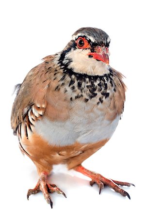 simsearch:400-07124593,k - Red-legged or French Partridge, Alectoris rufa in front of white background Stock Photo - Budget Royalty-Free & Subscription, Code: 400-07124592