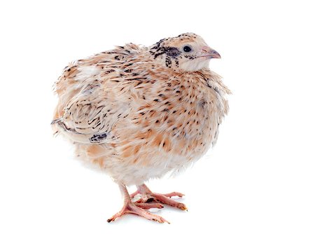 simsearch:400-07124586,k - brown quail in front of white background Photographie de stock - Aubaine LD & Abonnement, Code: 400-07124611