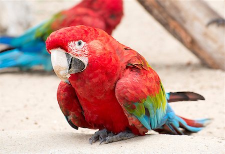 Scarlet Macaw Parrot in a zoologic park Photographie de stock - Aubaine LD & Abonnement, Code: 400-07124895