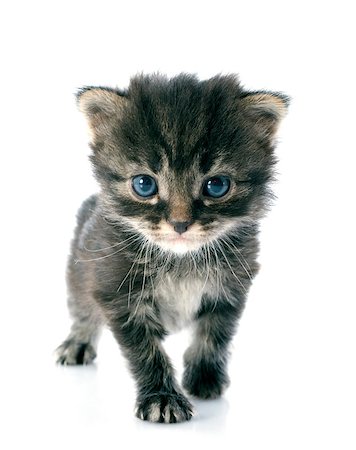 simsearch:400-07124274,k - young gray kitten in front of white background Foto de stock - Super Valor sin royalties y Suscripción, Código: 400-07124898