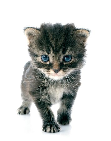 simsearch:400-07124899,k - young gray kitten in front of white background Foto de stock - Super Valor sin royalties y Suscripción, Código: 400-07124898