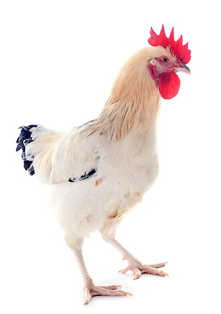 simsearch:400-06744649,k - A sussex rooster upright on a white background Stock Photo - Budget Royalty-Free & Subscription, Code: 400-07124890