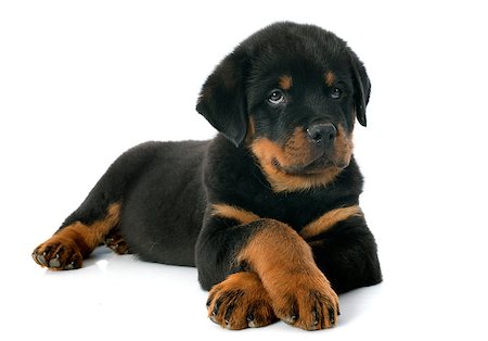 puppy with child white background - portrait of a purebred puppy rottweiler in front of white background Stock Photo - Budget Royalty-Free & Subscription, Code: 400-07124920