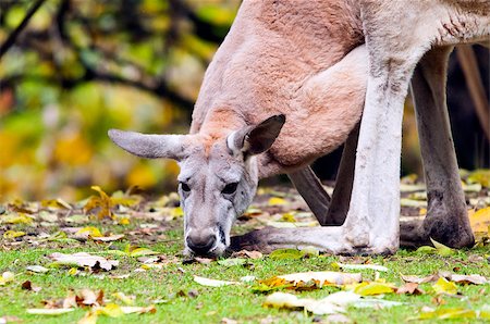 simsearch:400-04274699,k - A closeup of the head of an kangaroo Stock Photo - Budget Royalty-Free & Subscription, Code: 400-07125027