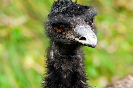 A closeup of the head of an emu Photographie de stock - Aubaine LD & Abonnement, Code: 400-07125028