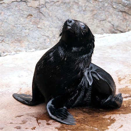 simsearch:400-06090538,k - A young brown fur seal sitting on a shore Stockbilder - Microstock & Abonnement, Bildnummer: 400-07125034