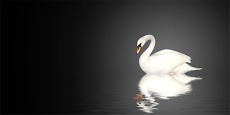 elegant bird - Mute swan on black background Stock Photo - Budget Royalty-Free & Subscription, Code: 400-07125082